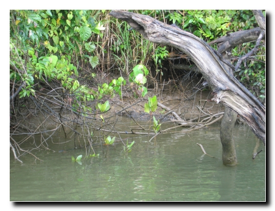 015 Das erste Krokodil